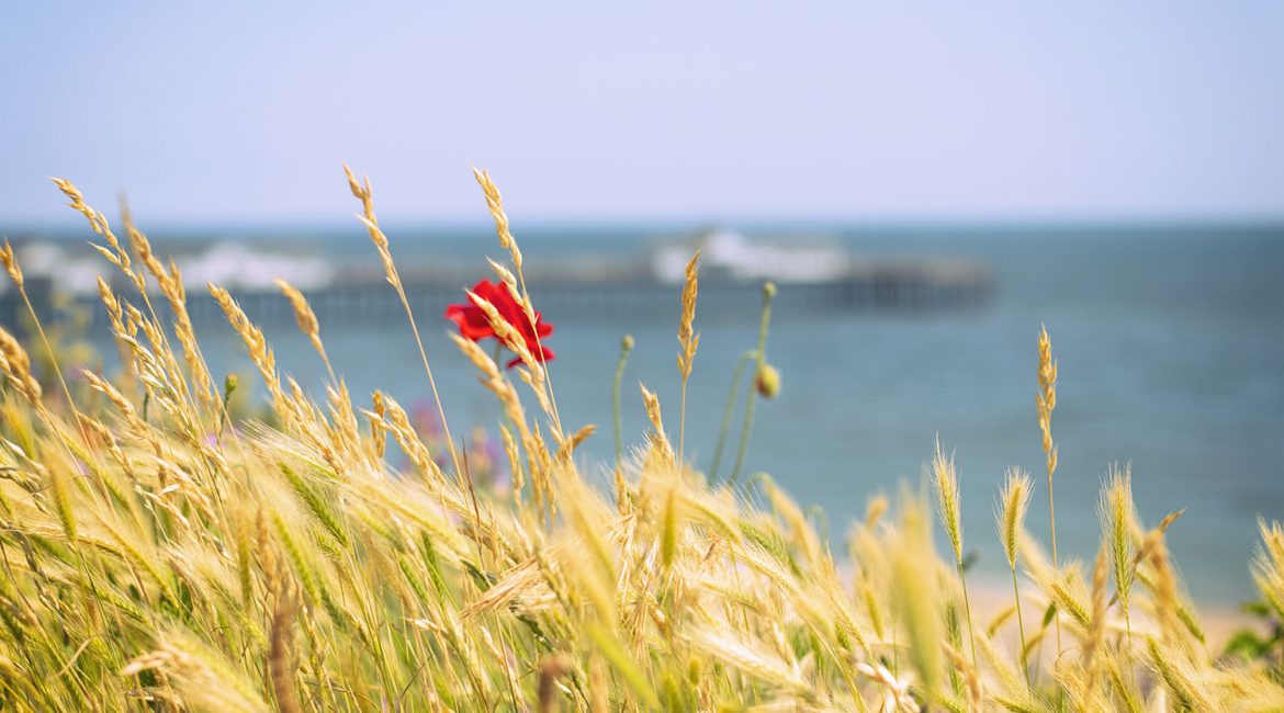 Poppies by Southwold Pier