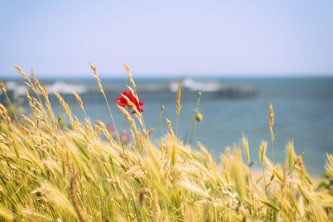 Poppies by Southwold Pier