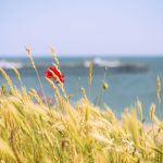Poppies by Southwold Pier