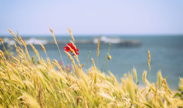 Poppies by Southwold Pier